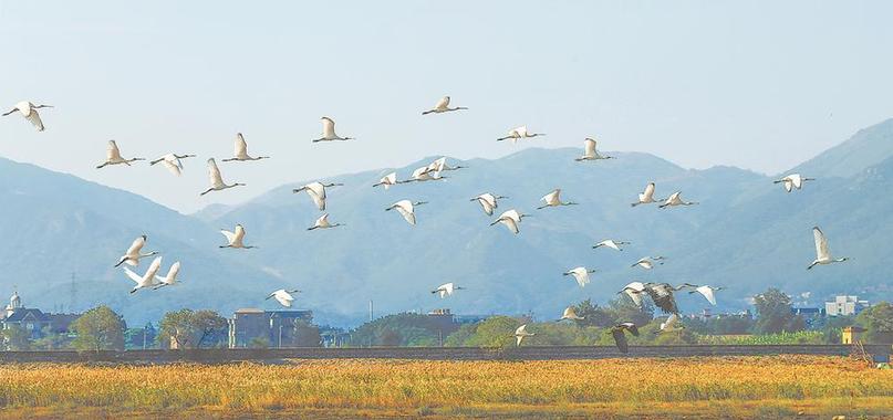 生态“失地”新生——闽江河口湿地20年生态蜕变观察